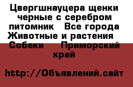 Цвергшнауцера щенки черные с серебром питомник - Все города Животные и растения » Собаки   . Приморский край